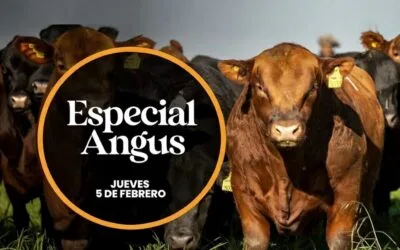 El 5 de febrero Plaza Rural, con Angus, rematará 5.358 vacunos.