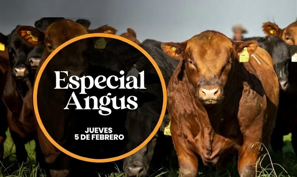 El 5 de febrero Plaza Rural, con Angus, rematará 5.358 vacunos.
