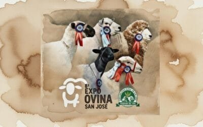 Hoy y mañana será la 8va. Expo Ovina en San José.