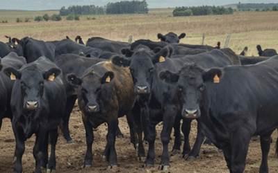 Lote 21 remata 8.300 vacunos de calidad, en dos días, con Especial Angus 21.