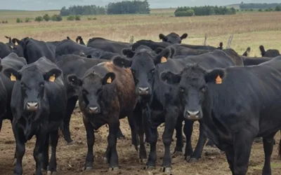 Lote 21 remata 8.300 vacunos de calidad, en dos días, con Especial Angus 21.