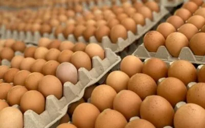 Por sus beneficios, “el huevo está de moda”, dijo el presidente de APAS.