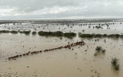 Inundaciones en Australia causan pérdida de ganados.