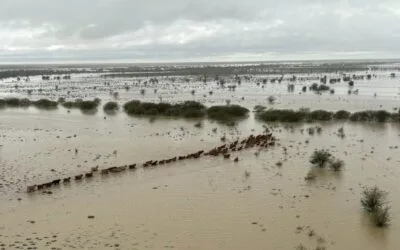 Inundaciones en Australia causan pérdida de ganados.