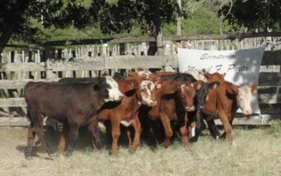 Buenas cotizaciones y colocaciones totales en La Querencia.