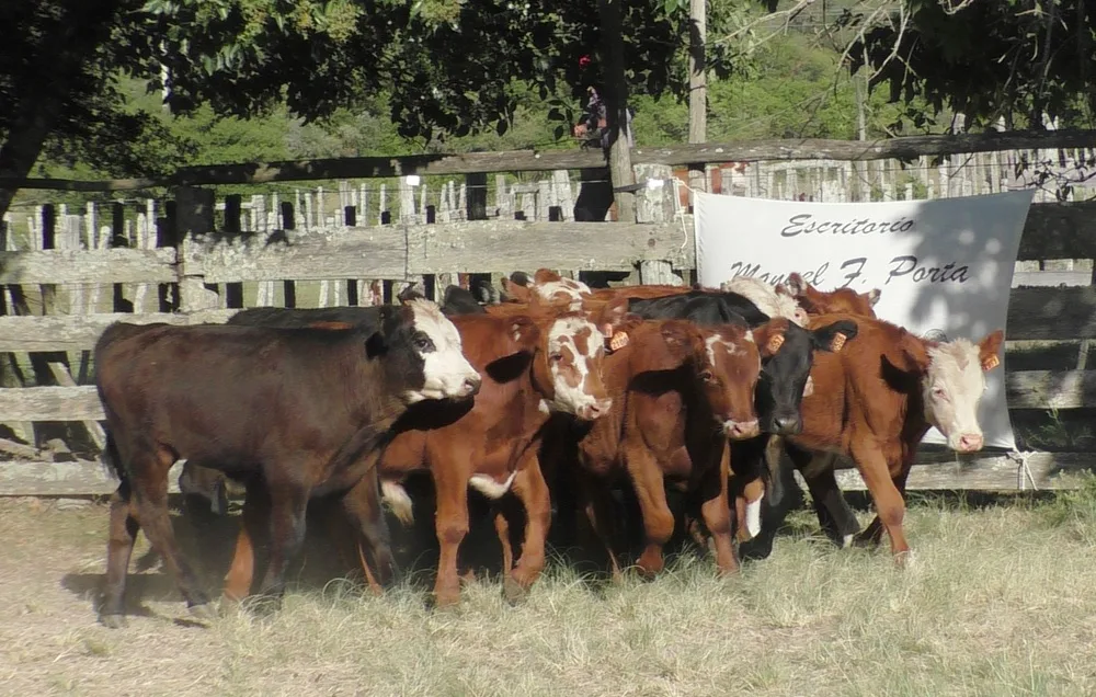 Buenas cotizaciones y colocaciones totales en La Querencia.