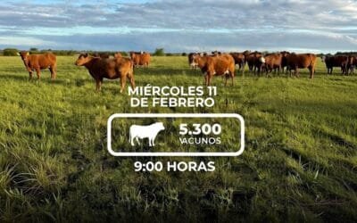 Hoy remate 242 de Lote 21 con más de 5.000 vacunos.