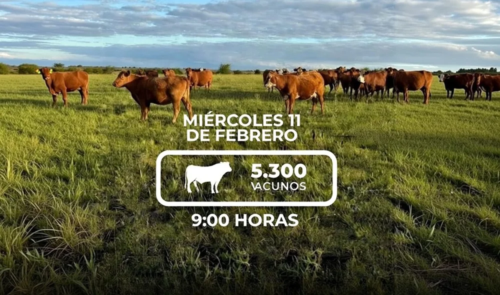 Hoy remate 242 de Lote 21 con más de 5.000 vacunos.