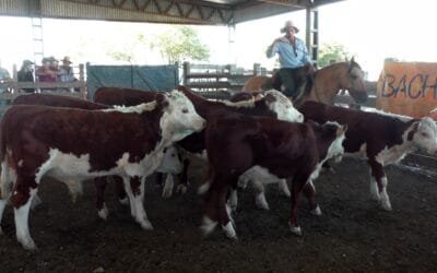 Firme la pista y destacados los valores en Ortíz, con escritorio Ricardo Bachino Grosso.