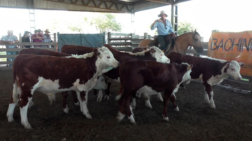 Firme la pista y destacados los valores en Ortíz, con escritorio Ricardo Bachino Grosso.