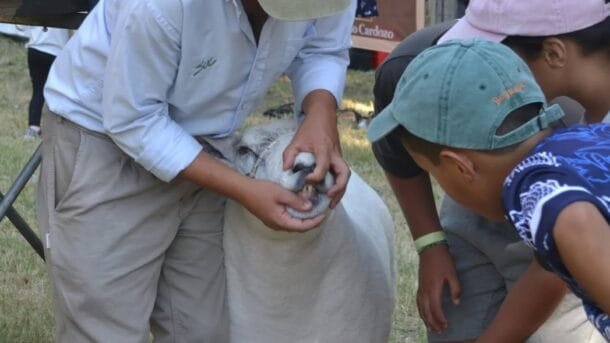 El Encuentro del Ovino y la Granja: un evento “imprescindible”.