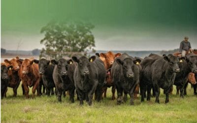 Uruguay puede transformar las exigencias europeas en ventaja competitiva.