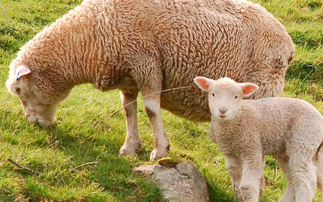 Recomendaciones para la próxima en carnerada