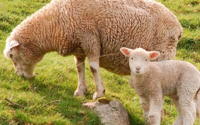 Recomendaciones para la próxima en carnerada