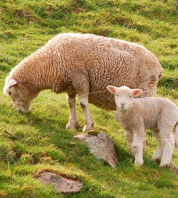 Guía práctica para el inicio de la encarnerada en ovejas