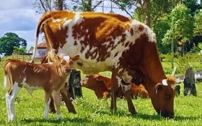 En Argentina, ¿cuál es la raza vacuna con resistencia natural a la garrapata?