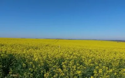 INIA presentó OptiFert-N colza, el primer modelo público de fertilización nitrogenada para el cultivo que estará disponible para la zafra 2026