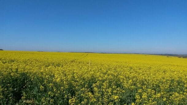 La colza ya compite con el trigo en área sembrada y el nuevo modelo de INIA busca optimizar su fertilización