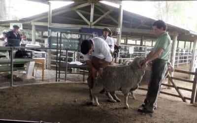 Se viene la tercera edición del Día del Ovino.
