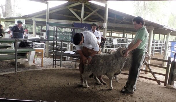 Lavalleja celebra su tercera edición del Día del Ovino con dos días de exposición, gastronomía y reproductores en venta