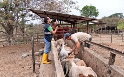 Ecuador dice estar listo para ser un país libre de aftosa sin vacunación.