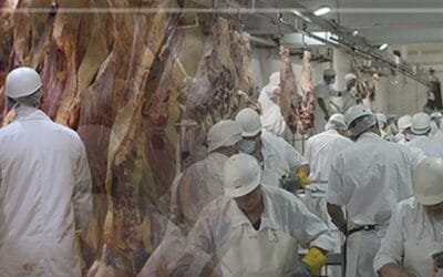 La inocuidad de la carne comienza en el campo.