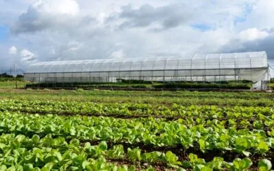 Mayor oferta de hortalizas de hoja e ingreso de los primeros membrillos.