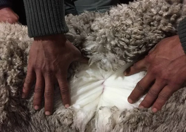 La lana sigue sin encontrar piso: segunda semana de bajas en el mercado australiano