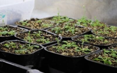 Universidad chilena descubre “interruptor biológico” que ayuda a las plantas a sobrevivir sequías.