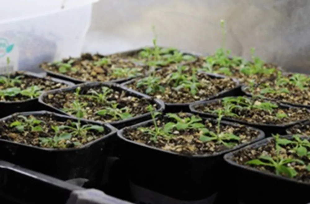 Universidad chilena descubre “interruptor biológico” que ayuda a las plantas a sobrevivir sequías.