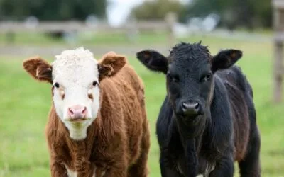 Más de 16.000 vacunos: remate de Plaza Rural.