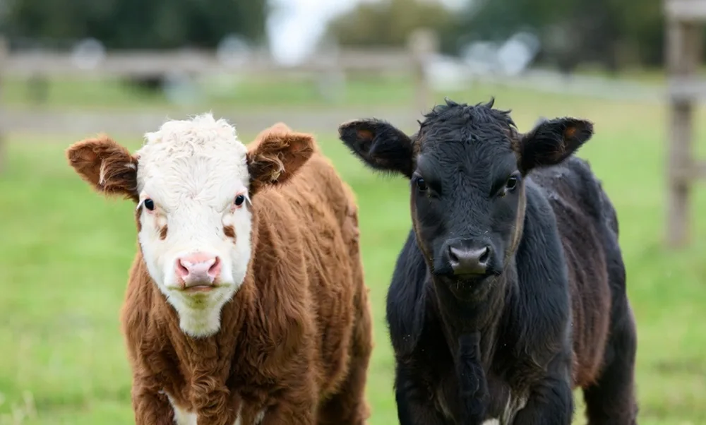 Más de 16.000 vacunos: remate de Plaza Rural.