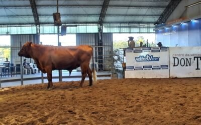 Con conformidad se realizó el remate de Valdez en Don Tito.