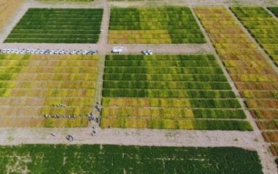 Evaluación de Cultivares, avanza a una formación regional de evaluación de soja.