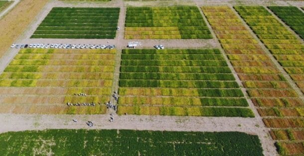 Uruguay entra a una red continental de soja: el plan para cerrar la brecha entre lo que se cosecha y lo que se podría cosechar