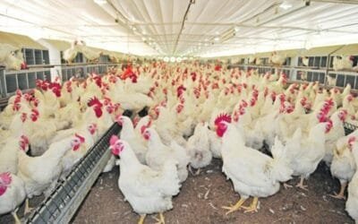 Stanham sobre gripe aviar: “Ojalá que no nos invada esa sensación de que no está pasando nada”.