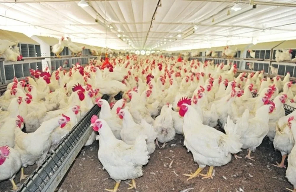 Stanham sobre gripe aviar: “Ojalá que no nos invada esa sensación de que no está pasando nada”.