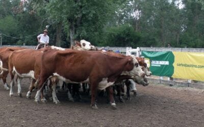 Con Carlos Bachino Agronegocios, muy buena feria inauguración en Campanero.
