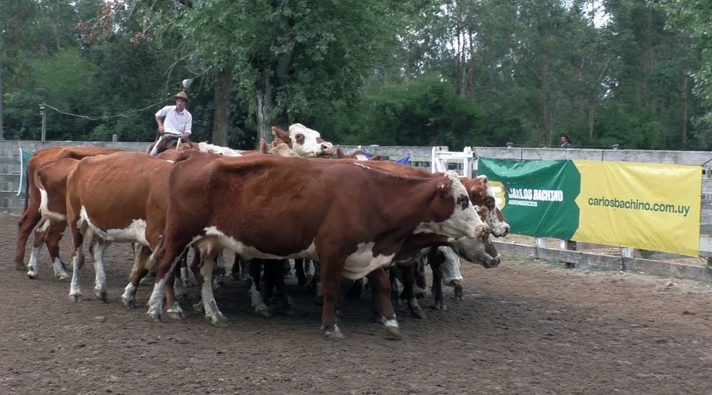 Con Carlos Bachino Agronegocios, muy buena feria inauguración en Campanero.