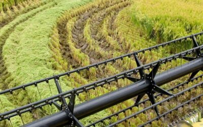 Cosecha de arroz: “Buen ritmo de avance” pese las precipitaciones que además han causado daños en caminería.