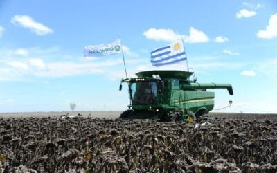 Con la presencia de Orsi se inauguró la cosecha de girasol.
