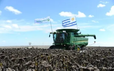 Con la presencia de Orsi se inauguró la cosecha de girasol.