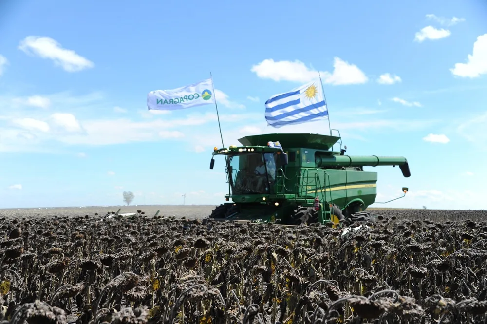 Con la presencia de Orsi se inauguró la cosecha de girasol.