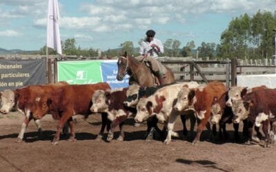 Mercado ágil, pista con ajustes en Cuchilla de Silvera.