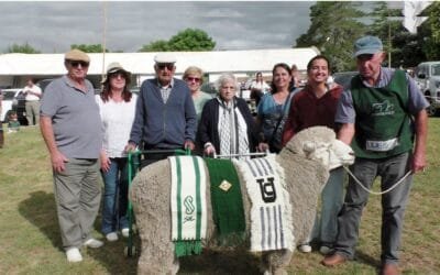 Doña Elisa presentó el gran campeón en la Nacional Corriedale.