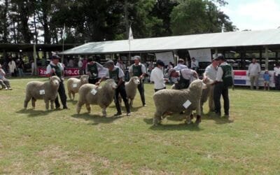 Conformidad en las ventas del Día del Ovino y la Nacional Corriedale.