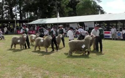 Conformidad en las ventas del Día del Ovino y la Nacional Corriedale.