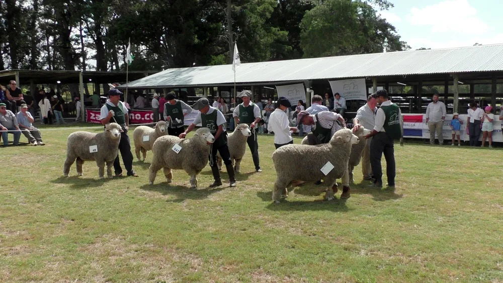 Conformidad en las ventas del Día del Ovino y la Nacional Corriedale.