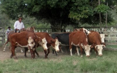 La agilidad pautó la pista del local La Querencia.