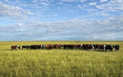 Hoy y mañana Lote 21 rematará 8.800 vacunos.
